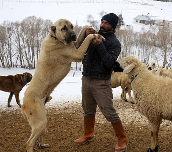 Köpek Sürüsü