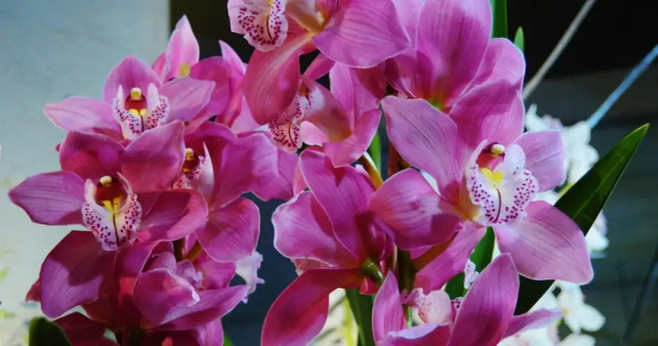 Orkide: Olağanüstü bir çiçeklenme için sadece tek bir ürün yeter
