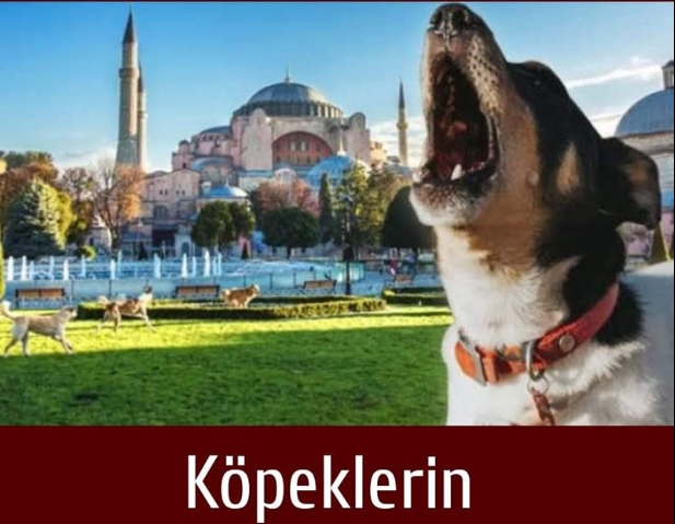 Köpekler Ezan Sesine Neden Ulur