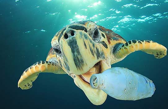 Plastik kirliliği ve deniz canlıları