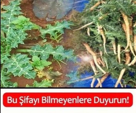 Şevketi bostan otu nedir, faydaları nelerdir?